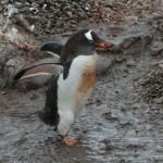 Gentoo penguin going to build a nest.