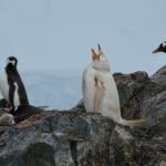 A leucistic penguin.  A genetic mutation where reduced amounts of melanin provide a pale coat.