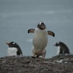 A guy on a mission.  That's how I walk!  (minus the flippers)