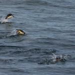Gentoo penguins porpoising.
