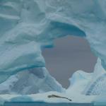 A leopard seal having a rest.