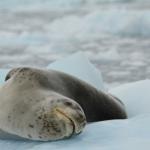 Leopard seal