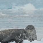 Leopard seal