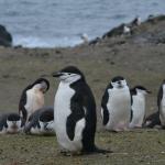 Chinstrap penguins.