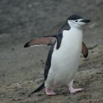 Chinstrap penguin.