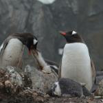Gentoo penguins