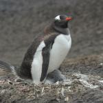 Gentoo keeping the babies warm.