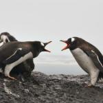 A squabble!
