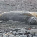Young elephant seals.