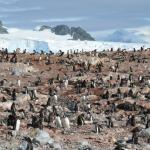 Cuverville Island