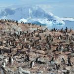 Cuverville Island