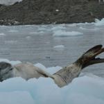 Leopard seal