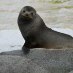 Fur seal