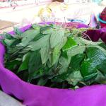 Betel vine leaf for chewing betel nut.