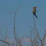 Lilac-breasted roller; the national bird of Botswana.
