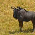 Wildebeest or gnu.