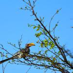 The Yellow-billed Hornbill, aka the flying banana!