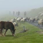 Day one crossing the Pyrenees. Five hours of sideways rain, followed by heavy fog. Took me 10 hours. Hands down the toughest day. 