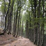 Near Roncesvalles, I crossed into Spain on day one.
