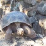 Tortoise at the Charles Darwin Research Center.