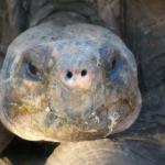 If you're close enough, you can hear them breath.  Sounds just like a human.