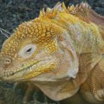 While feeding on seaweed, iguanas ingest large amounts of salt water.  They possess salt glands, located between their eyes and nostrils, which concentrate and remove salt. The salt is deposited in the nostril where it is subsequently ejected by a "sneezing" action.