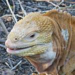 Check out his tiny, sharp teeth.