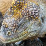 This guy is molting.  Unlike a snake, the iguana's skin molts off in many pieces.