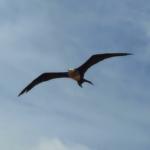 A giant frigate bird.  These things are Teradactyl size!