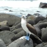 The star of the Galapagos, the blue-footed booby.