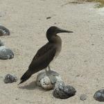 Adolescent booby, still no blue feet!