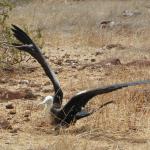 A female frigate bird.  The females have white throats and breasts.  The frigate bird has the largest wingspan to body weight ratio of any bird.  Wingspans can reach 7.5 feet!