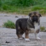 Future sledge dog.