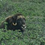 Musk ox outside of Kangerlussuaq.