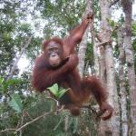 Percy is always the first to greet everyone when they arrive at Camp Leakey.