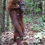 Scarily human stance... I stand like that often (minus the monkey on the back).