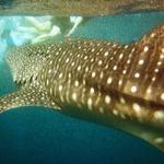 Moving in for the kill?  Nope, whale sharks don't eat people.... or so they told me!