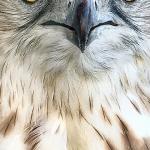 Check out those eyes!