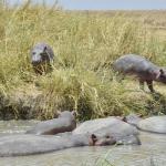 Hippo central!