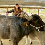 The beasts at Buffalo Dairy outside Luang Prabang are pampered. Best buffalo milk coconut flavored ice cream ever! 