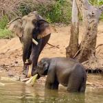 Elephant Conservation Center, Sayaboury Province works to preserve the elephant population in Laos. It even includes an elephant hospital.