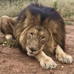 Love his volumous mane.