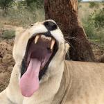 Big yawn!