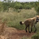 He also has hyena. I like this one, he looks positively giddy! 