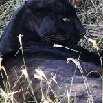 If you look close you can see his spots, black on black.