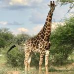 They also took us on a game drive!