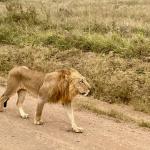 Nairobi National Park. It's amazing what you can see just outside a city of 5 million people.
