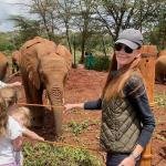 The Sheldrick Wildlife Trust has a highly successful elephant rescue program. Its current occupants include fourteen elephants, all of whom were orphaned under a variety of circumstances. The center does an excellent job rehabilitating them and eventually releasing them back into the wild. 