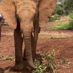 These “babies” drink around 24 litres of milk a day. Since milking an adult wild elephant isn’t exactly easy, the caretakers use cow’s milk instead.  