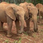 Because elephants are very social creatures—and these in particular are traumatized by the loss of their mothers—each one has a minder who sleeps with them at night to ensure they are never alone. Dream job!